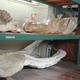 Some of the fossils kept at the University of Texas at Austin.